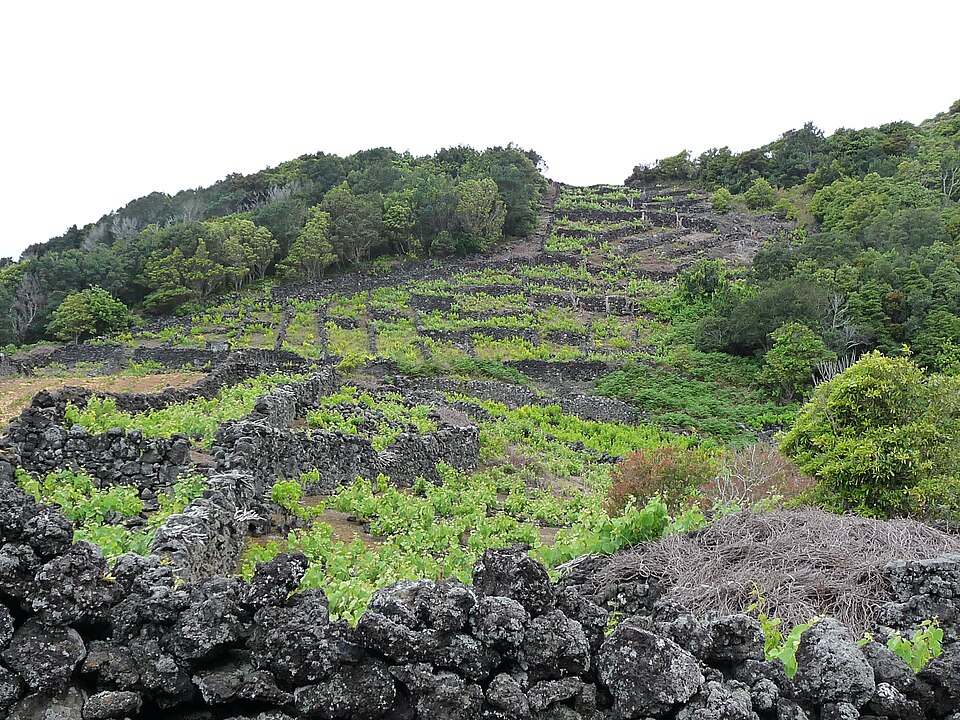 Hiking trail Vinhas da Criação Velha (Pico, Azores) — travel photo of Criação Velha, Azores — Pico