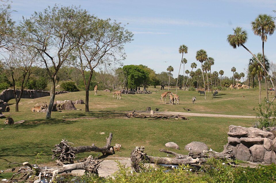 Safari in Busch Gardens Tampa Bay — travel photo of Busch Gardens Tampa Bay, Tampa