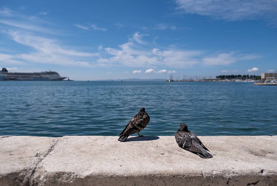 Two pigeons on the Riva promenade, Split, Croatia (PPL1-Corrected) julesvernex2 — travel photo of Riva, Split