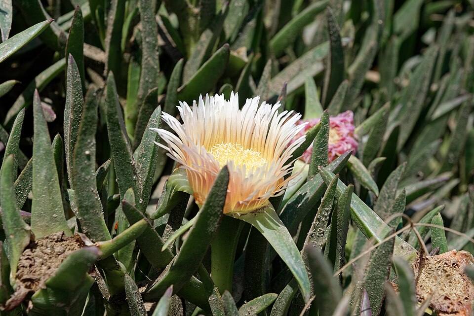 Carpobrotus edulis, Cabo da Roca, Portugal — travel photo of Cabo da Roca, Sintra