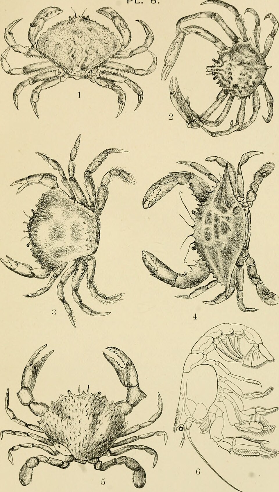The animal life of our seashore. With special reference to the New Jersey coast and the southern shore of Long Island ( ) ( ) — travel photo of The Jersey Shore, The Mid-Atlantic Coast
