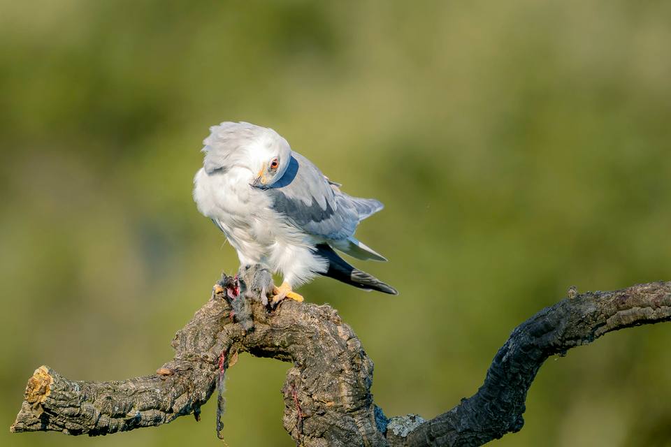 Elanus caeruleus, Calera y Chozas, Toledo, Castile-La Mancha, Spain ( ) — travel photo of Castile-La Mancha