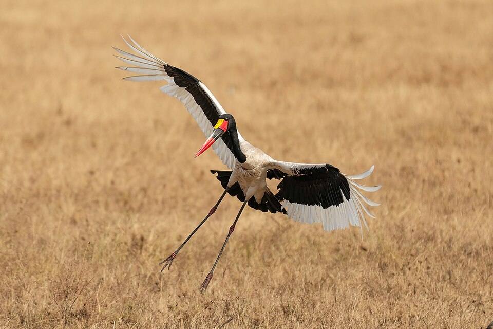 Saddle-billed stork landing in the Serengeti National Park Photo by Giles Laurent — travel photo of The Landing
