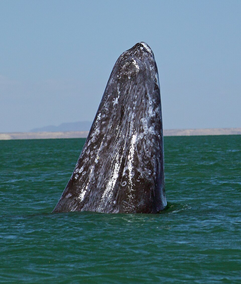 Big Spy Hop, Laguna San Ignacio — travel photo of Laguna San Ignacio, San Ignacio & the Whale Lagoons