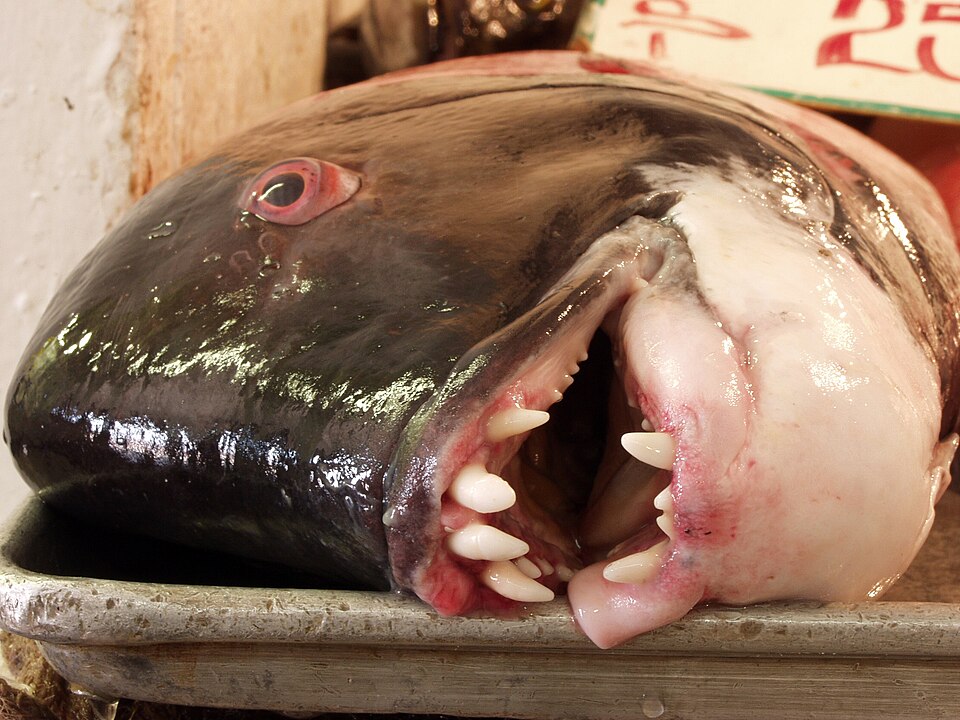 California Sheephead (Semicossyphus pulcher) at Ensenada's fishmarket — travel photo of Ensenada