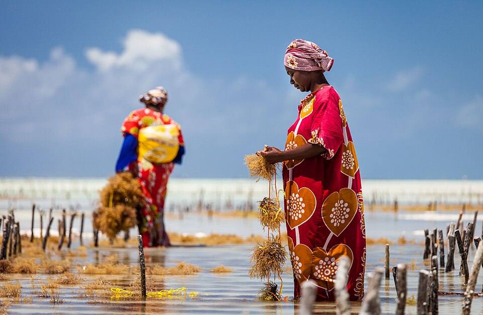 Harvesting seaweed in Jambiani — travel photo of Jambiani