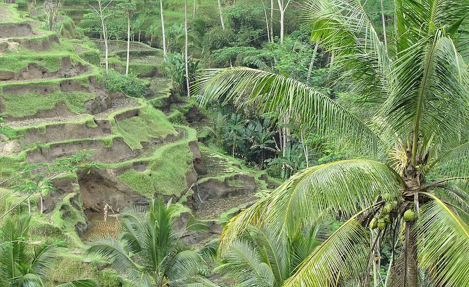 Kedisan, Tegallalang, Gianyar, Bali, Indonesia — travel photo of Tegallalang