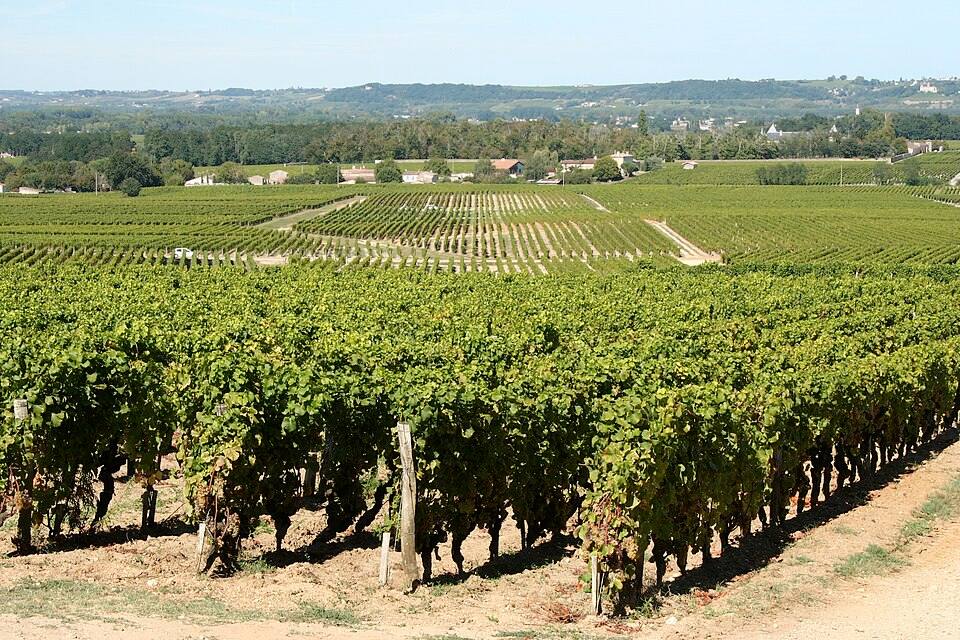 Overview of vineyards of Château d’Yquem, Sauternes — travel photo of Sauternes, Bordeaux & the vineyards