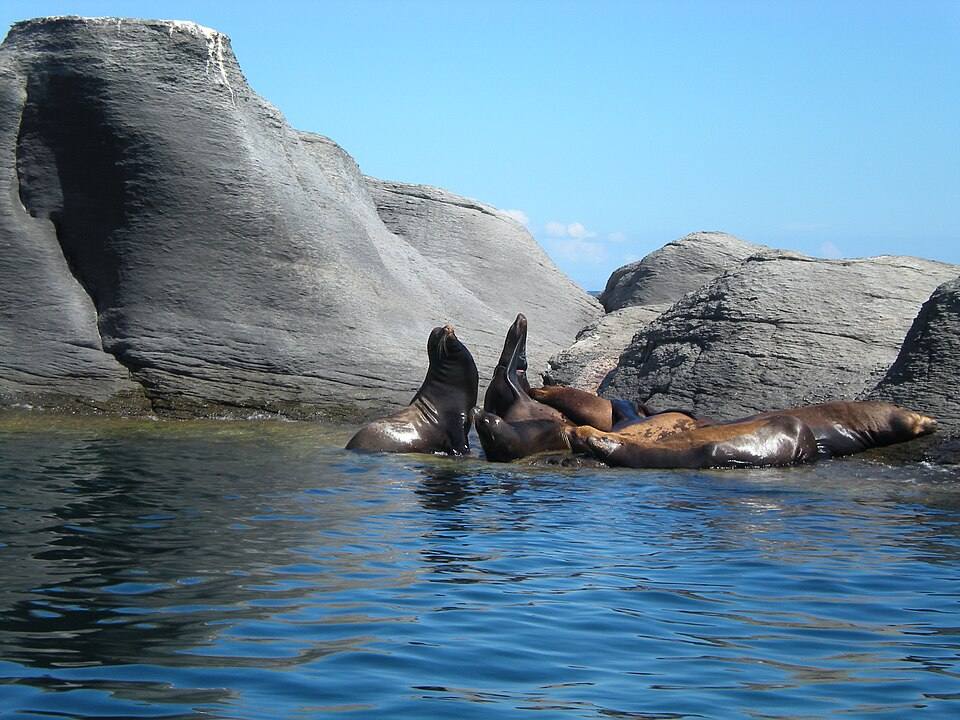 Leones Marinos en Isla Coronado, Loreto, Baja california Sur — travel photo of Isla Coronado, Loreto