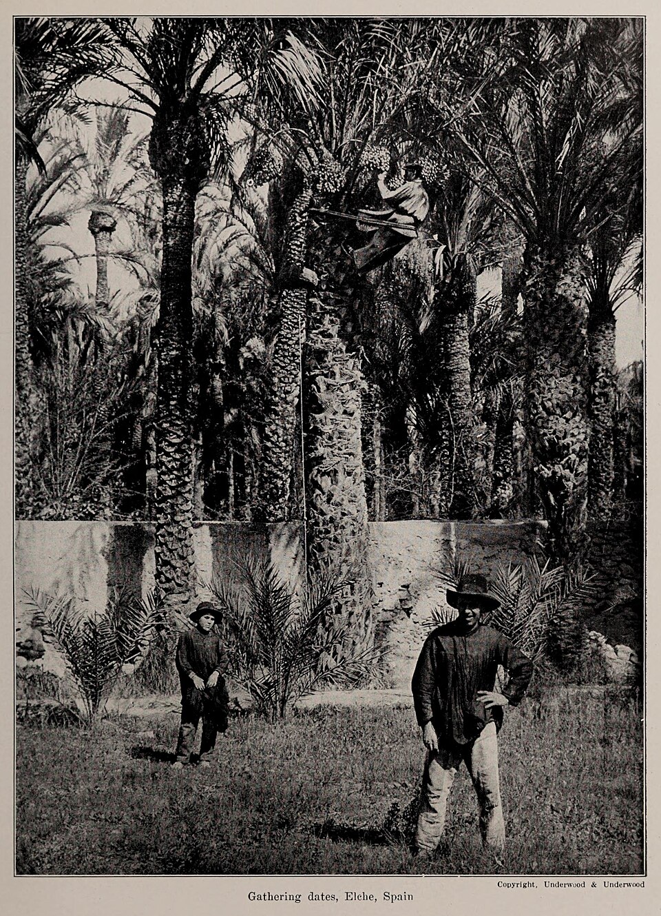 Gathering dates, Elche, Spain, photo from The Encyclopedia of Food by Artemas Ward — travel photo of Elche