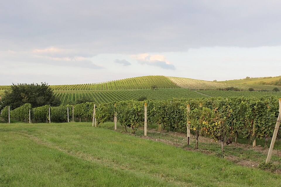 Vineyeards under Pálava hills, Moravia — travel photo of Pálava Hills