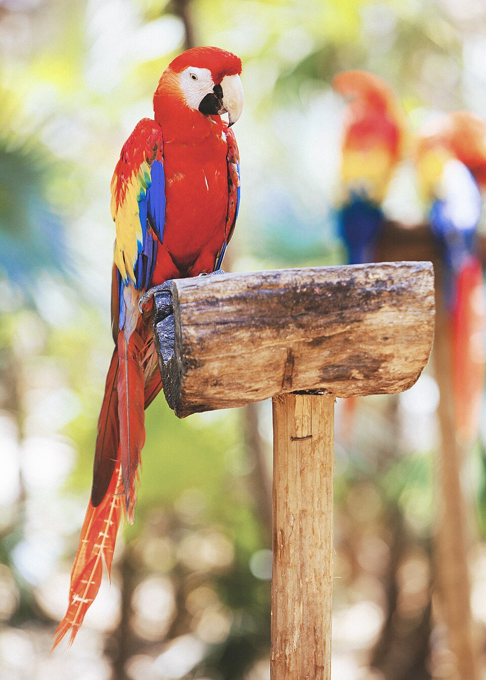 Xcaret, Playa del Carmen, Mexico (Unsplash) — travel photo of Xcaret, Playa del Carmen