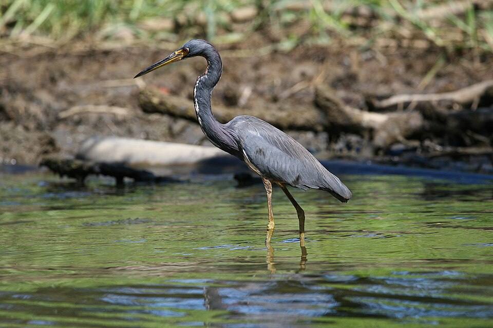 MC Heron Costa Rica — travel photo of Costa Rica