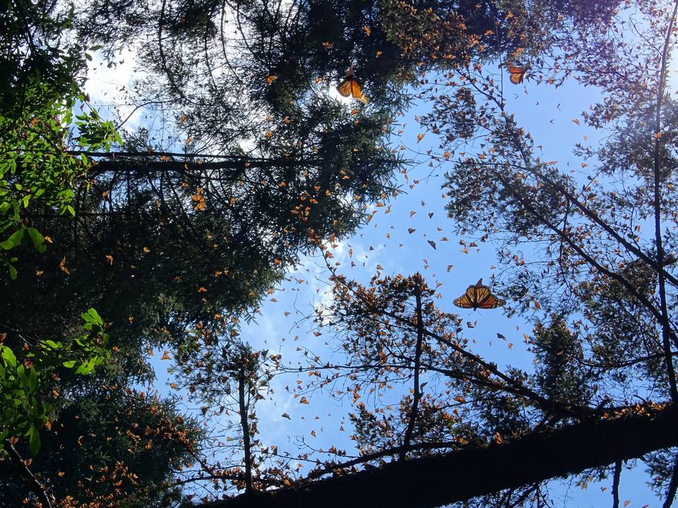 Piedra Herrada - Monarch Butterfly Sanctuary - Near Valle de Bravo - Mexico - ( ) — travel photo of Piedra Herrada, Valle de Bravo