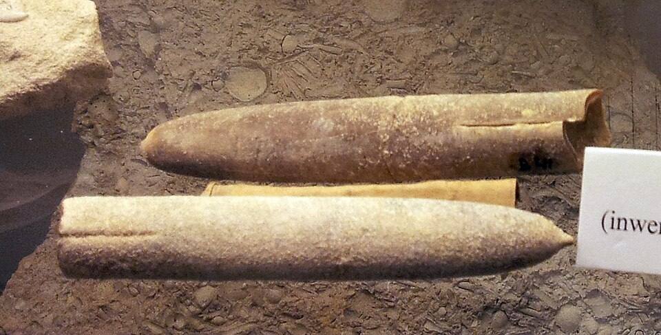 Belemnieten (inwendige skeletten van inktvissen) uit Maastricht, geologische collectie, Streekmuseum Het Land van Valkenburg, Limburg - Copy — travel photo of Valkenburg, Maastricht
