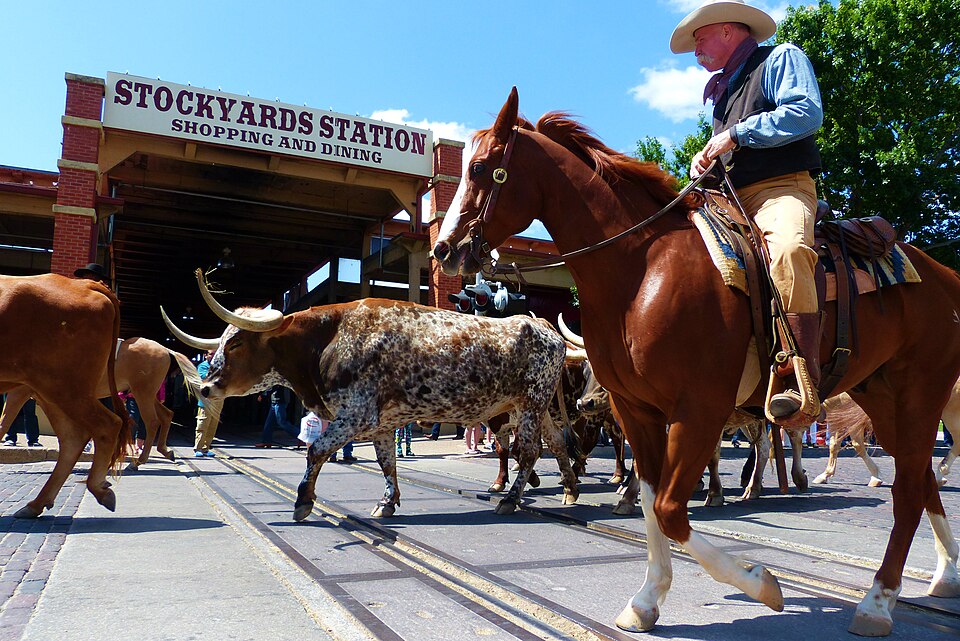Stockyard Cattle Drive — travel photo of Cattle Drive, Fort Worth