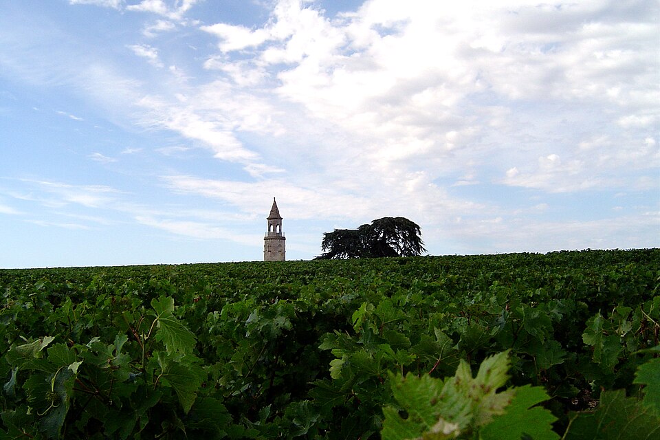 Vineyard in the Haut-Medoc — travel photo of Médoc, Bordeaux & the vineyards