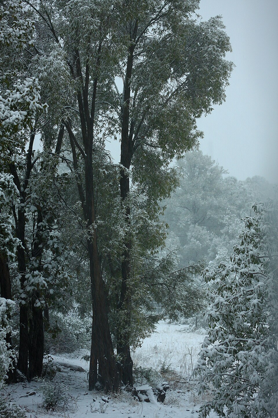 Snow covered trees in Cerocahui — travel photo of Cerocahui