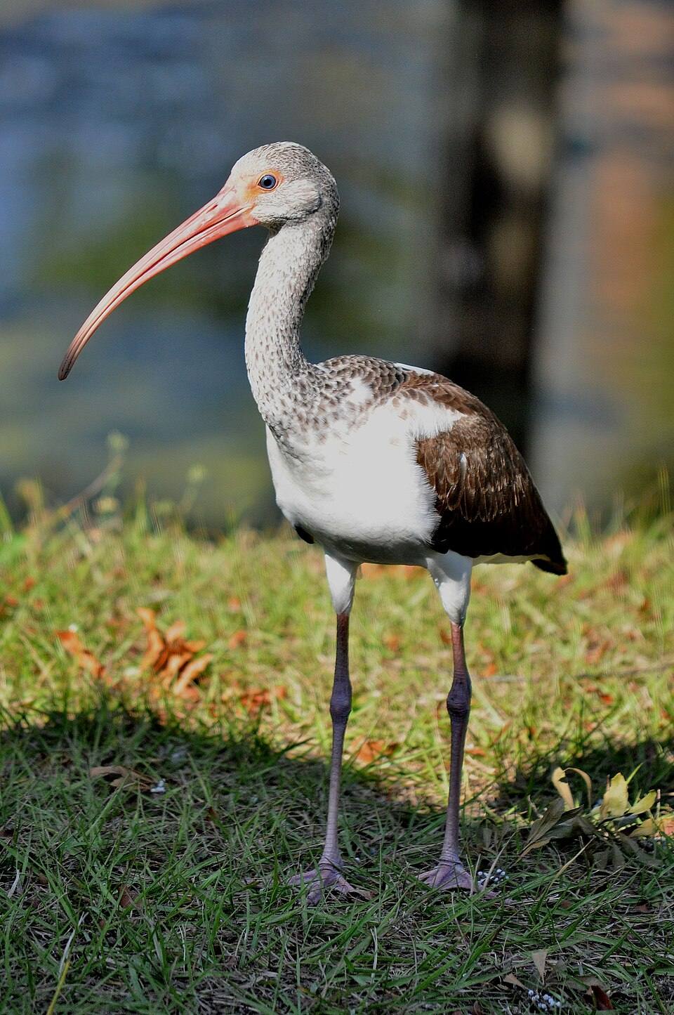 Eudocimus albus -Winter Haven, Florida, USA -juvenile-8 — travel photo of Winter Haven, Florida