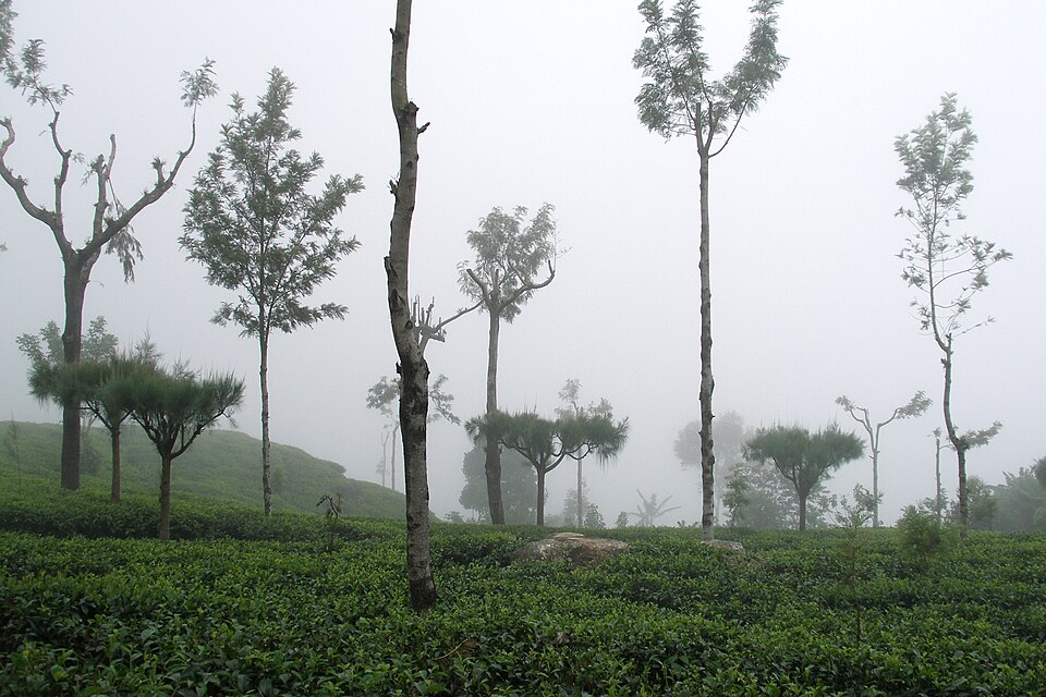 Haputale, Sri Lanka, Tea plantations and tropical trees — travel photo of Haputale