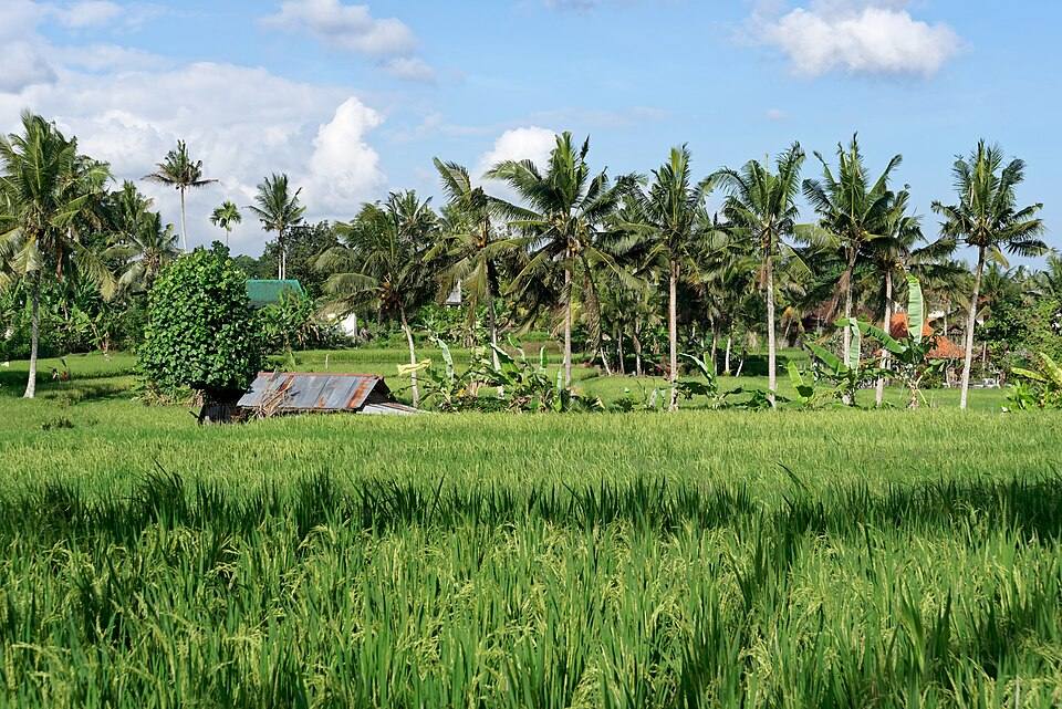 Fields in Ubud, Bali, Indonesia — travel photo of Ubud, Bali