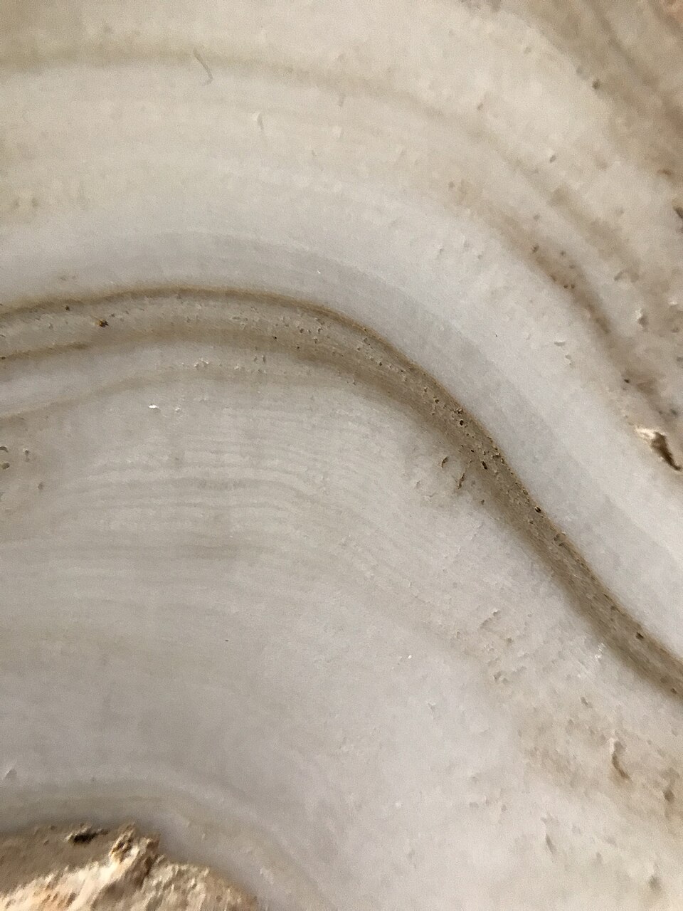 Stalagmite with mud layers — travel photo of The sliced stalagmite