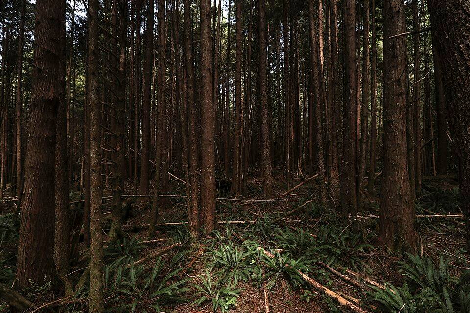 Tofino Pacific Rim National Park Reserve — travel photo of Tofino & Pacific Rim