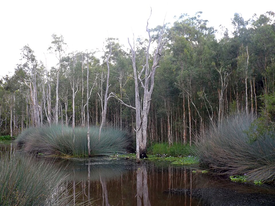 Illaweena Lagoon, Karawatha Forest — travel photo of Forest Lagoon