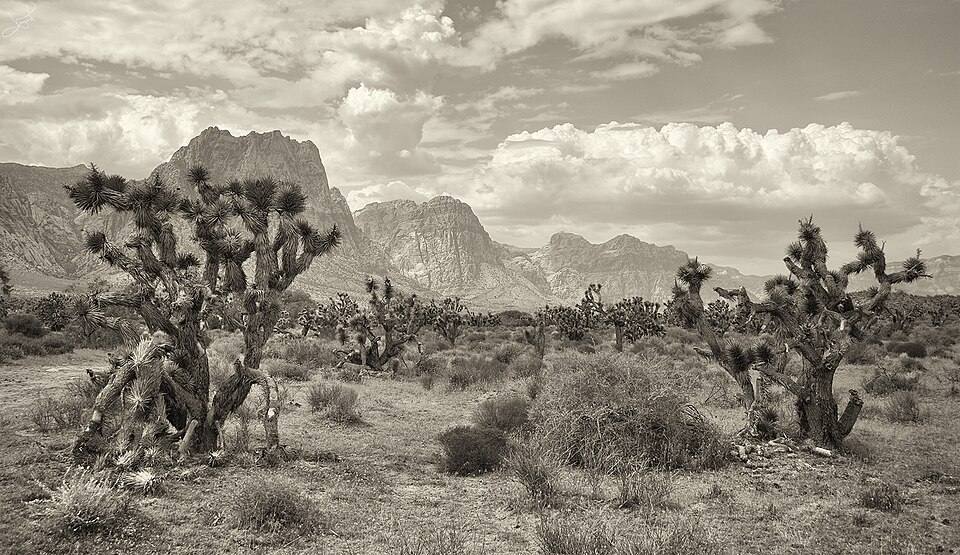 Joshua Trees, Red Rock Canyon, Nevada ( ) — travel photo of Red Rock Canyon, Las Vegas & the Southwest