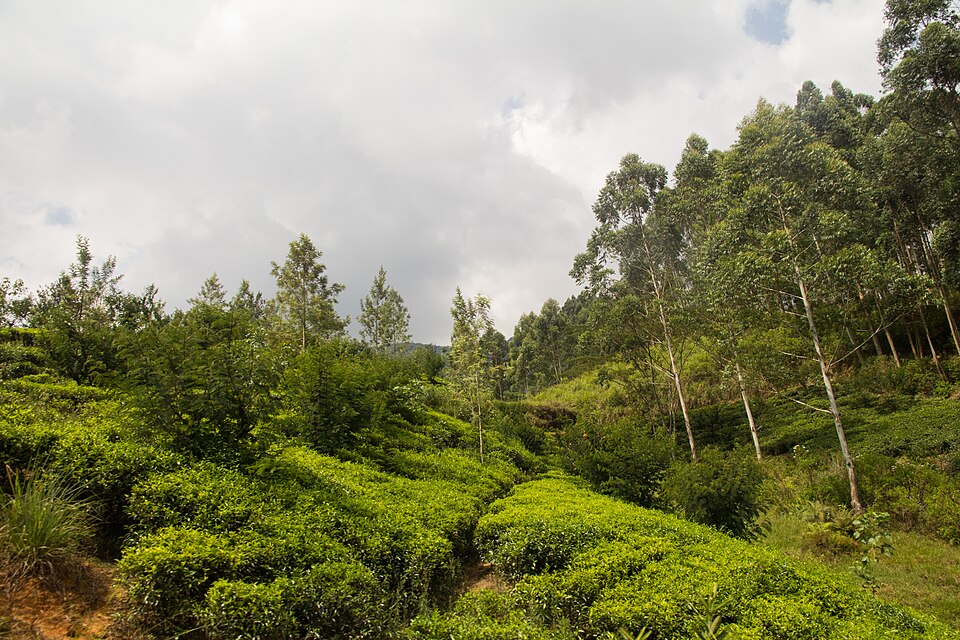 View from the train from Kandy to Nuwara Eliya — travel photo of Nuwara Eliya, Kandy