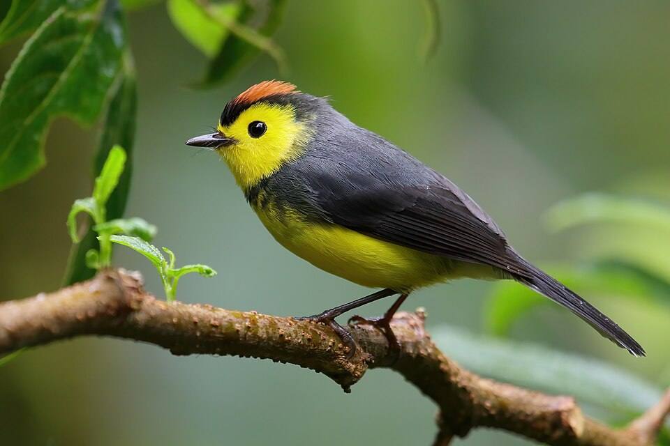 Myioborus torquatus Santa Elena — travel photo of Santa Elena, Monteverde