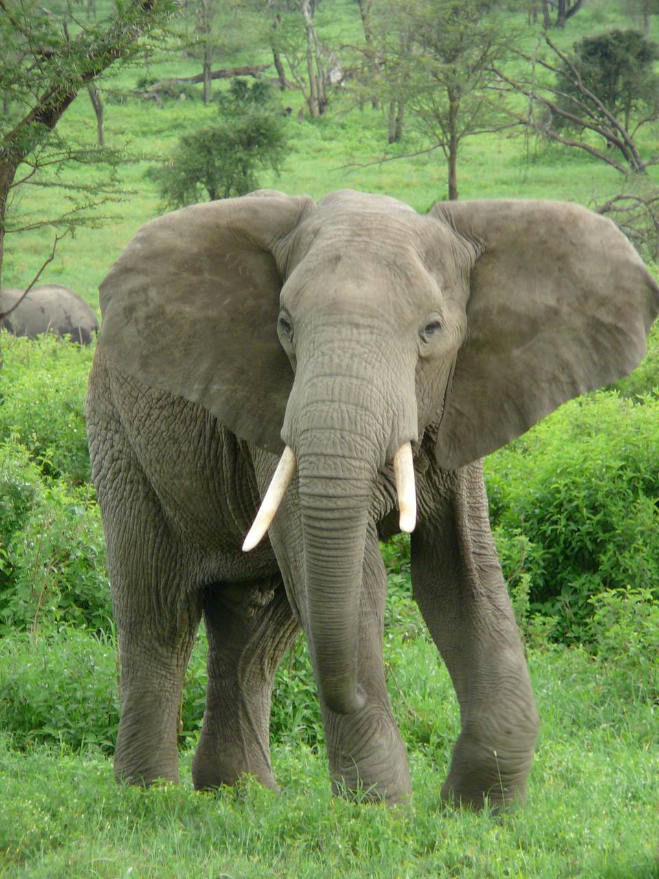 Elephant near ndutu — travel photo of Ndutu, Serengeti and Ngorongoro