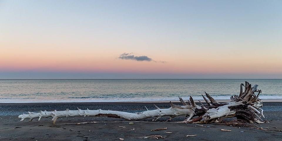 Driftwood on the beach north of Kaikoura, Canterbury, New Zealand — travel photo of North Zealand