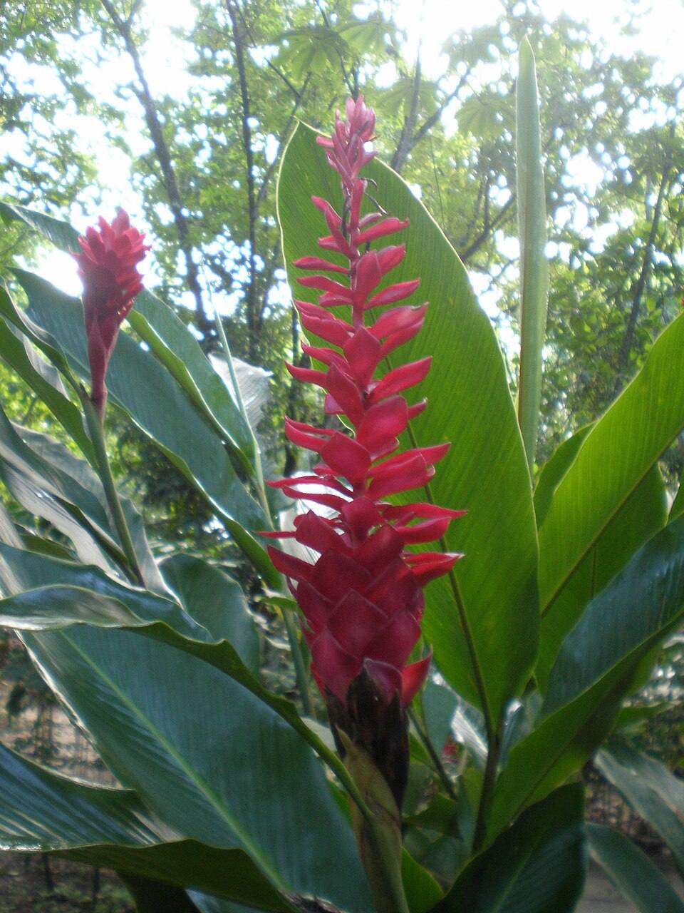 Palenque - El Panchan - Fleur — travel photo of El Panchán, Palenque