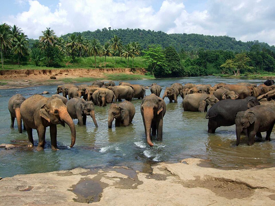 Pinnawala elephant orphanage — travel photo of Pinnawala, Kandy
