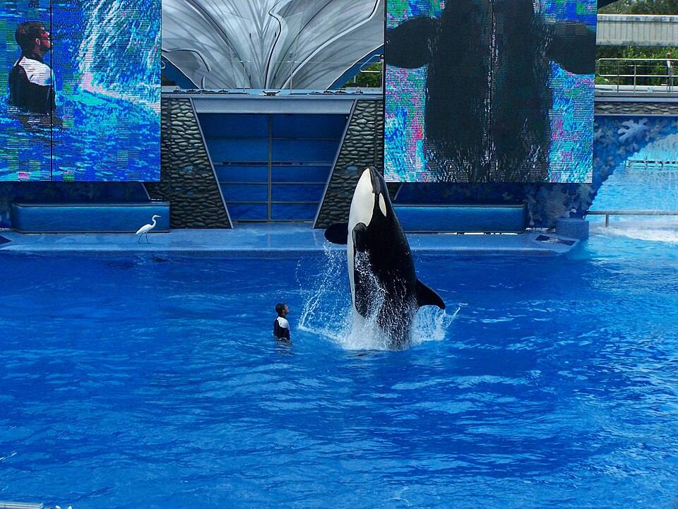 SeaWorld Orlando066 — travel photo of SeaWorld Orlando