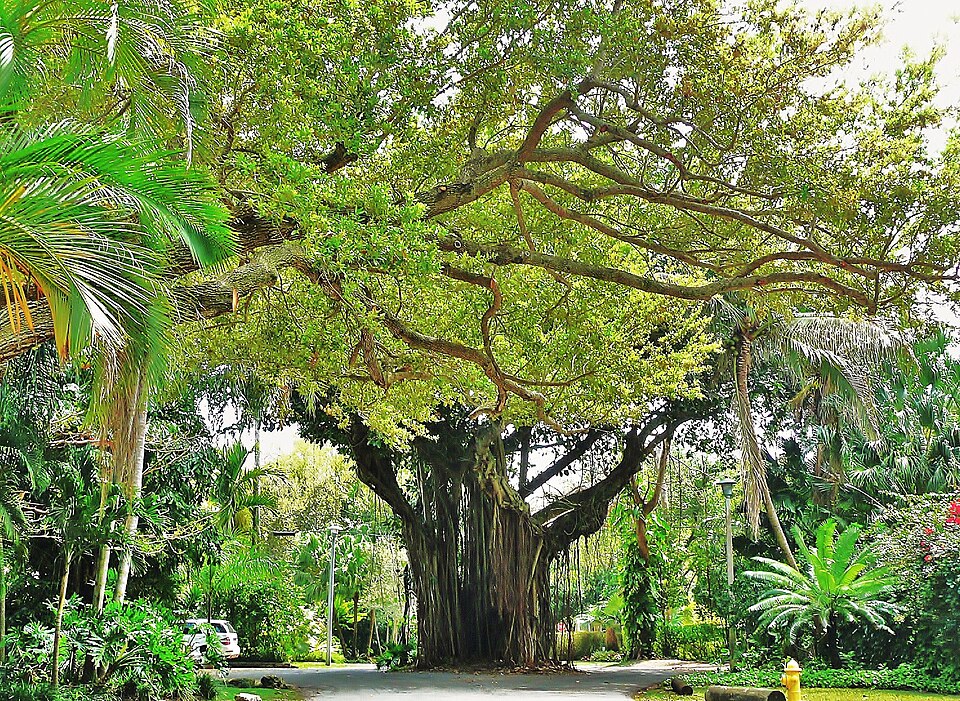 Coconut Grove Street — travel photo of Coconut Grove, Miami