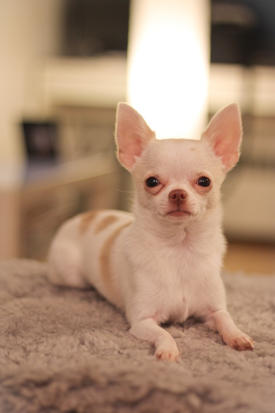 Blubble Head English Chihuahua - Warhol — travel photo of Chihuahua